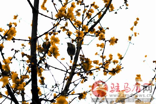 kanggf150213.jpg