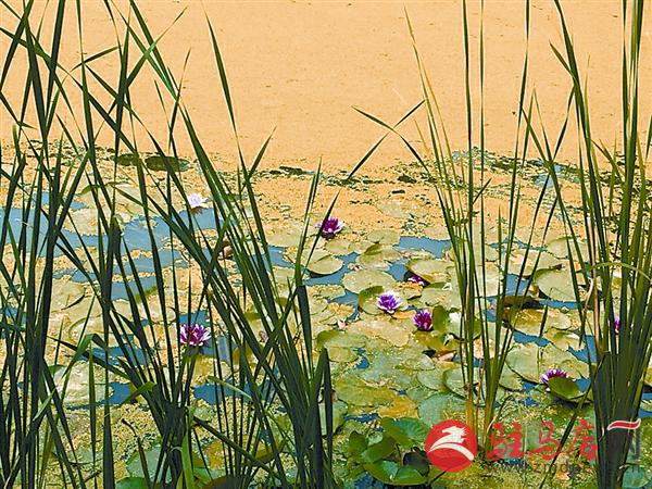 yuanzh150619.jpg