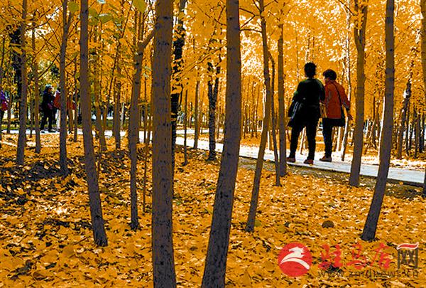 wangk1510124.jpg