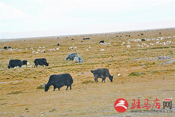 wangk1511115.jpg