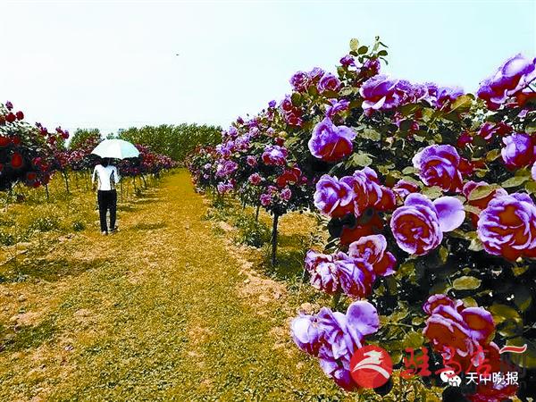 yinyy170515.jpg