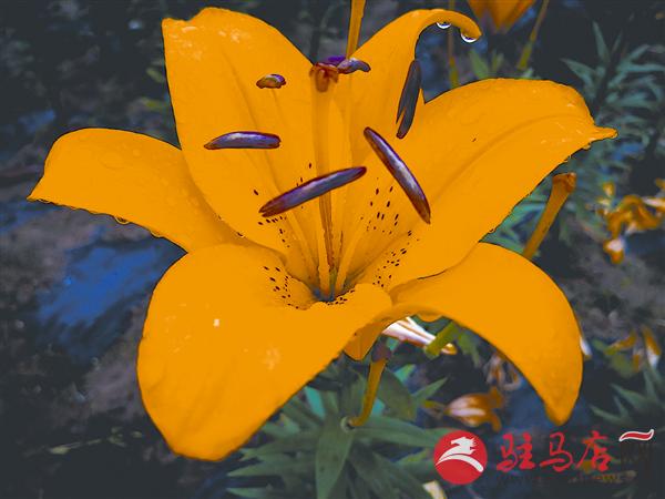 hzh180919.jpg