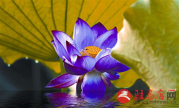 wangy170640.jpg