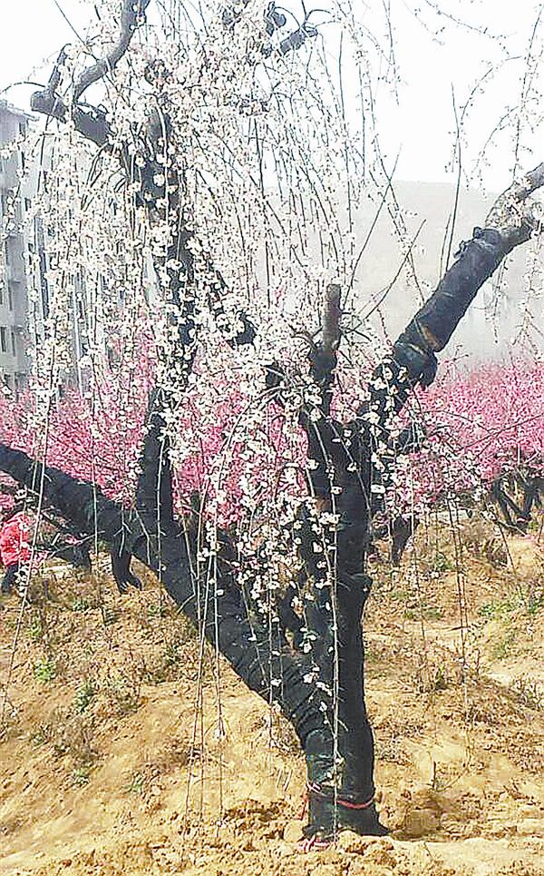zhangz1503131.jpg