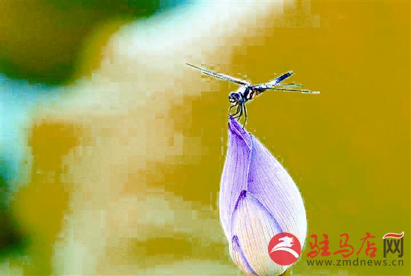 wangy170737.jpg