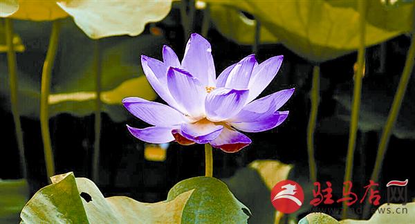 wangy170829.jpg