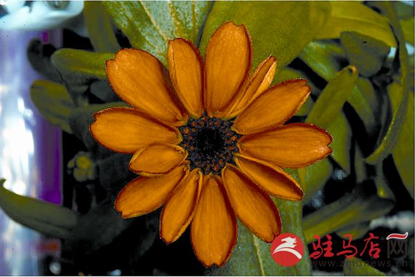 zhangxj160146.jpg