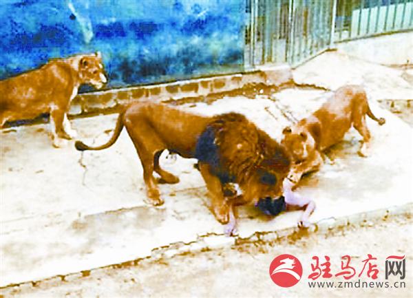 zhangxj160533.jpg