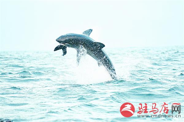 zhangxj170414.jpg