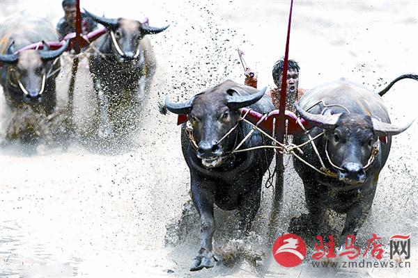 zhangxj170738.jpg