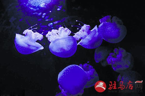 zhangxj17081.jpg