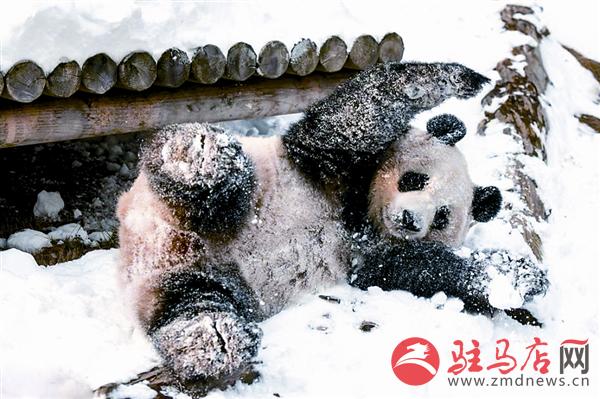 yangf190170.jpg