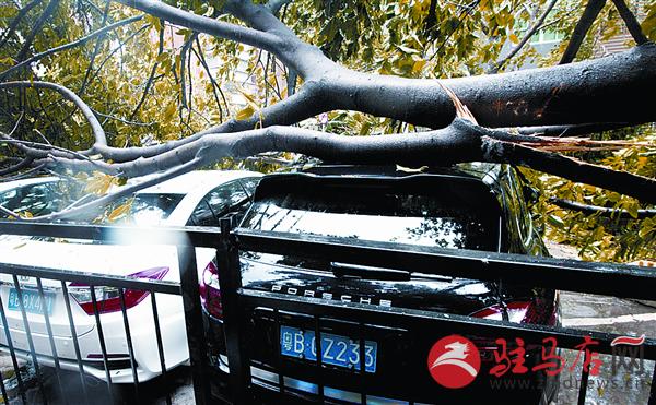 zhangxj160871.jpg