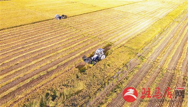 guols1609674.jpg