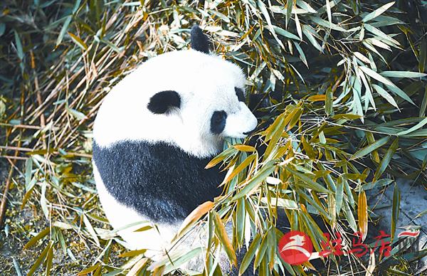 yangf161211.jpg