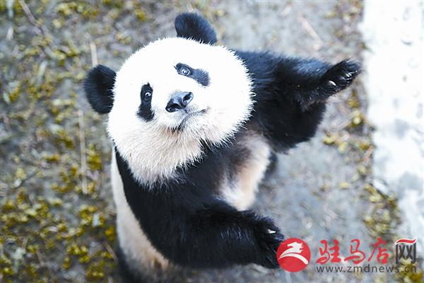 yangf161210.jpg