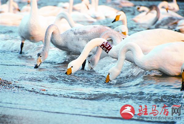 yangf161233.jpg