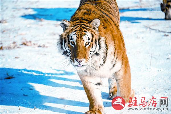 yangf1801129.jpg