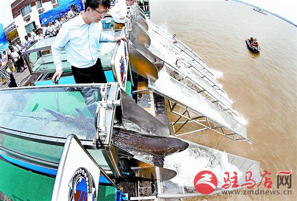 yangf180626.jpg