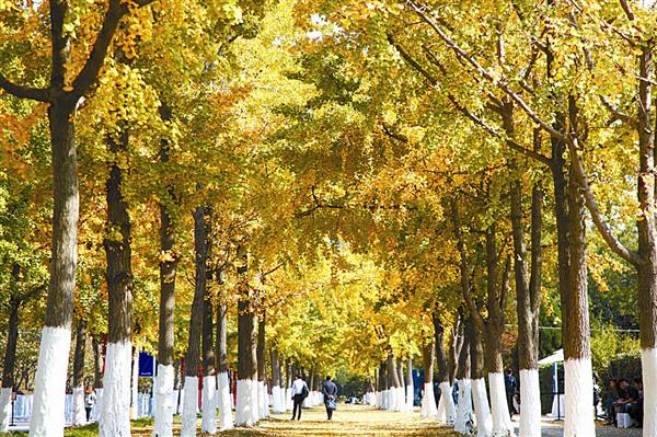 guols181110.jpg