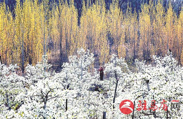 guols1904141.jpg