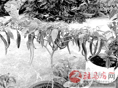 kanggf140684.jpg