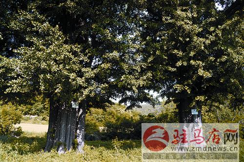 liul140743.jpg
