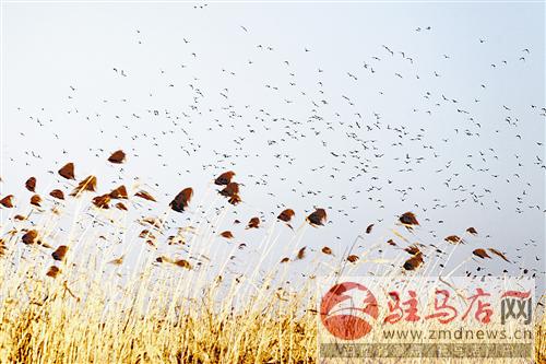 zhangz1412341.jpg