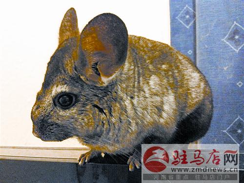 wangk150451.jpg