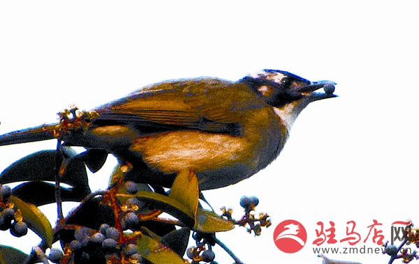 yuanzh150667.jpg