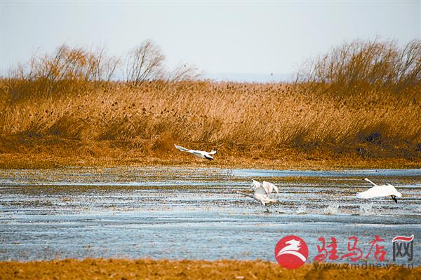 yuanzh16017.jpg
