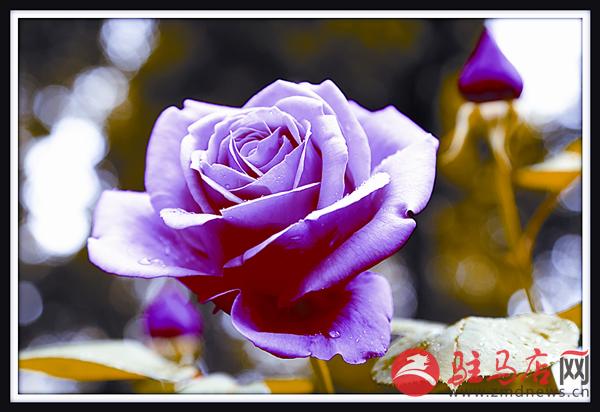 yuanzh16053.jpg