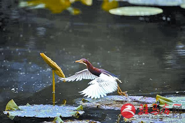 wangk160736.jpg