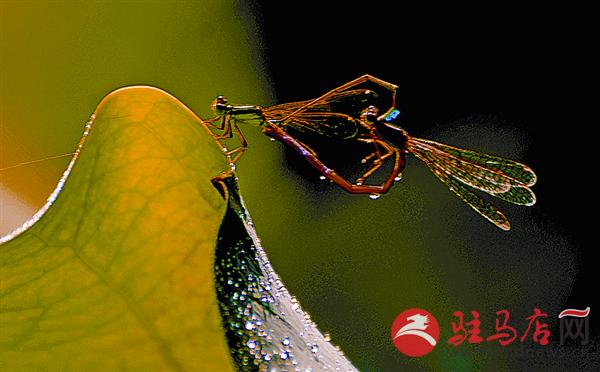 yuanzh1608113.jpg
