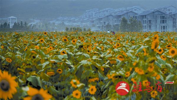 luf1507190.jpg