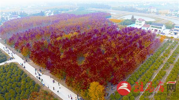 yangf151130.jpg
