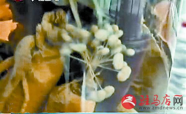 zhangxj160114.jpg
