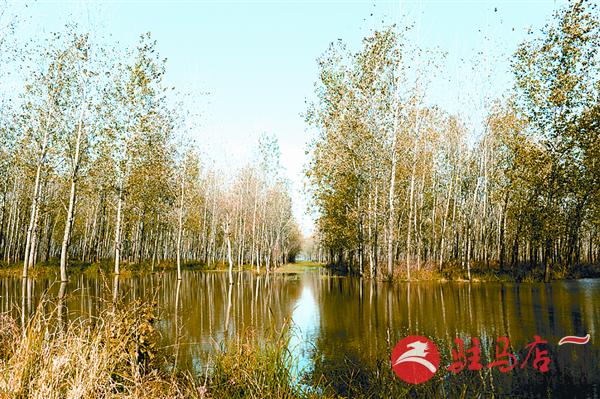 wangzh161152.jpg