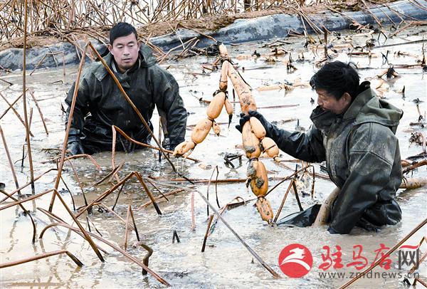 zhaol161277.jpg