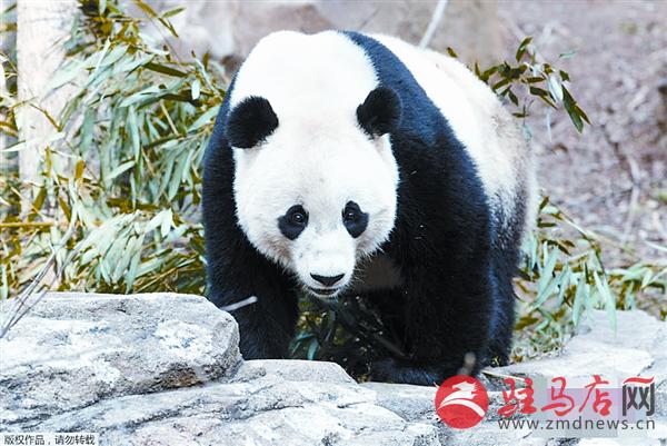 zhangxj170226.jpg