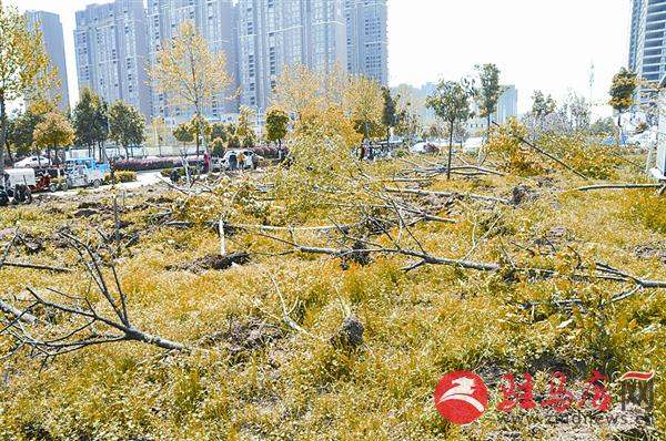 wangzh170448.jpg