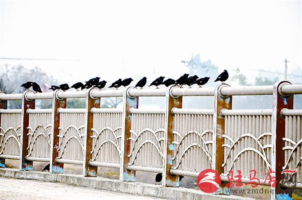 wangzh1711176.jpg