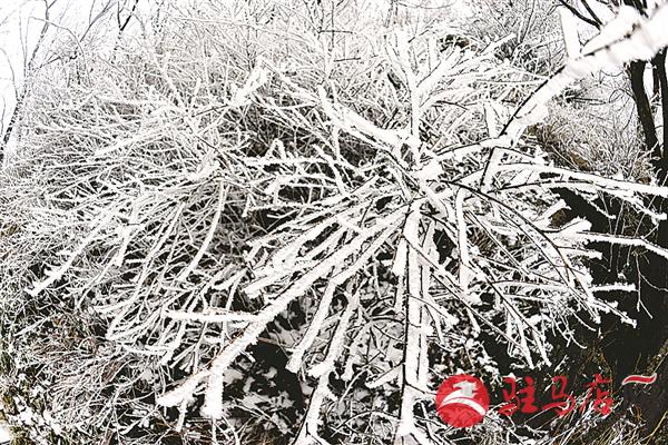 zhaol171248.jpg