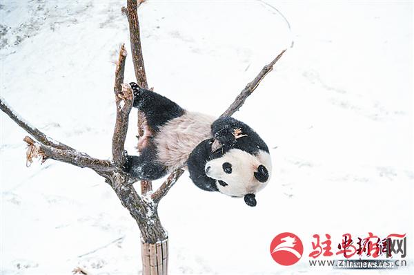 yangf180149.jpg