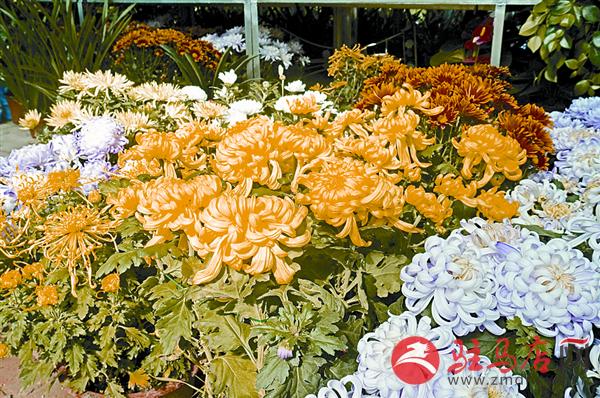 wangzh180242.jpg