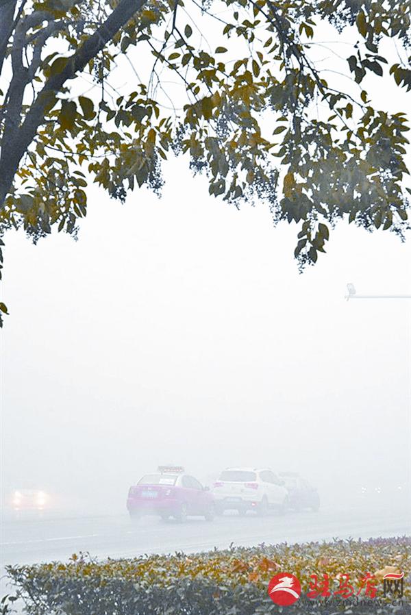 yangf18111302.jpg
