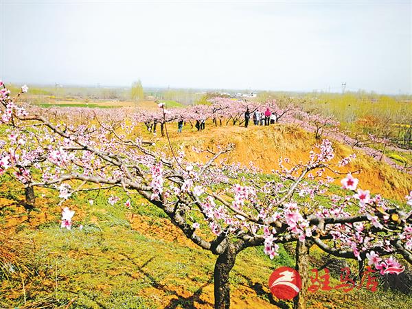 zhengsq190393.jpg