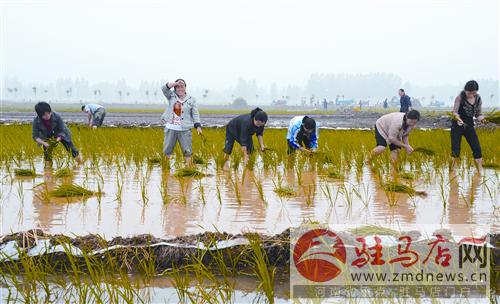 luf1406184.jpg