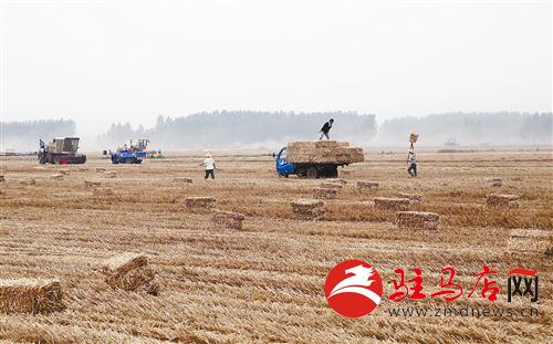 guols140791.jpg