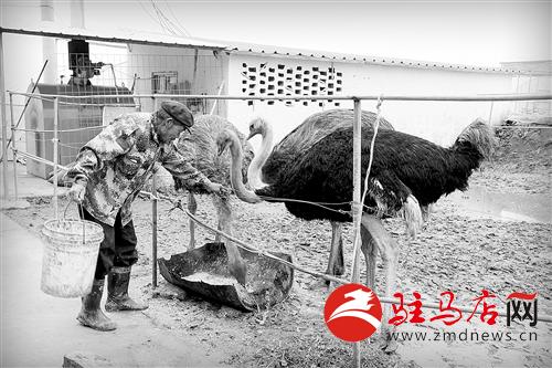 zhangz141190.jpg